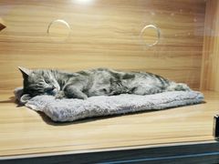 -喵百万·布偶·蓝金金渐层英短·猫舍(百子湾店)