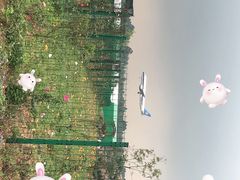 -空港花田景区