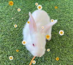 点击看大图 -萌宠亲子动物乐园(槐房万达店)