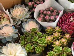 -双季花艺园艺市场(浦东店)