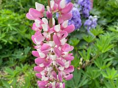 -上海植物园·停车场