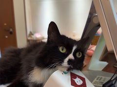 -有猫主题·治愈系猫咖(曾厝垵店)