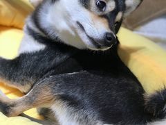 -逗柴咖啡屋·狗咖猫咖宠物桌游