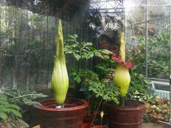 -北京植物园-展览温室