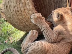-西霞口神雕山野生动物世界