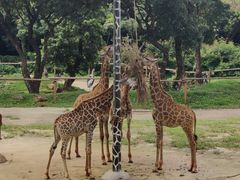 -深圳野生动物园