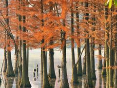 -白鹭湾湿地公园