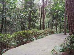 -铁山坪森林公园