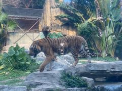 -深圳野生动物园
