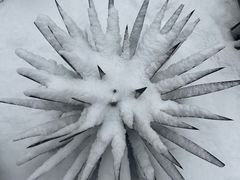 -洪记白水羊头(天坛店)