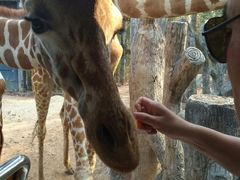 -清迈夜间动物园