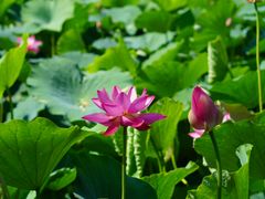 -莲花池公园