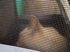 -乐琪宠物医院·犬猫专科·骨外科·急重症