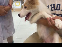 -翊宠yipet猫狗购宠庄园犬舍•猫舍