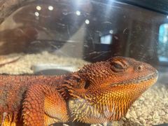 -酷以爬仙阁实体爬宠店·守宫·蜥蜴·专业繁育