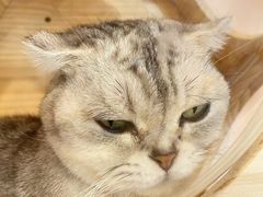 -猫咪派对(江南西店)