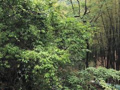 -藏龙百瀑风景区