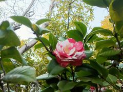 -深圳国际园林花卉博览园