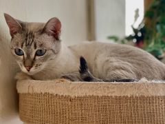 -藏猫猫咖啡主题馆(中央大道店)