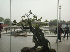 -石家庄市植物园