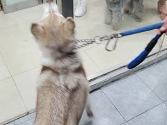 -宠福鑫康馨动物医院·骨科·眼科