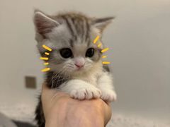 -欣宠猫屋·矮脚拿破仑·蓝金金渐层