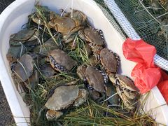 -芦潮港集贸市场