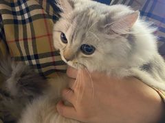 -钦宠·猫咪售卖·洗护·寄养(东圃旗舰店)