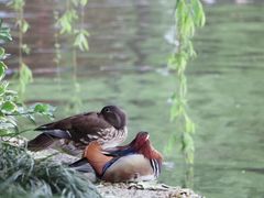 -西湖外事游船(花港观鱼码头)