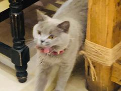 -猫小院猫主题咖啡厅(北锣店)