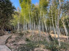 -上海佘山国家森林公园天马山园