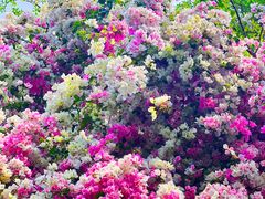 -深圳国际园林花卉博览园