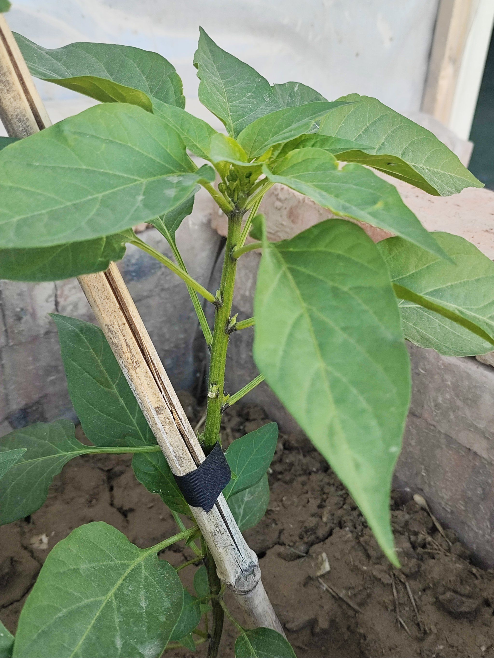 我家门前的四棵辣椒秧