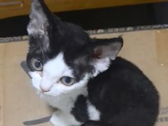 -御宝贝·A梦猫科宠物医院(国际猫友好医院)