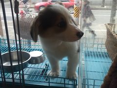 -傲雄·叮叮宠物(新华路店)