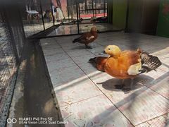 -荆州中山公园动物园