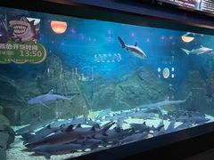 -烟台海昌鲸鲨海洋公园