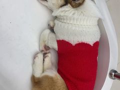 -怪兽屋·羊驼·猫咖·狗咖(俊华广场店)