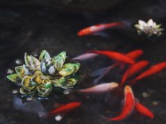 -江宁会馆(劈柴院店)