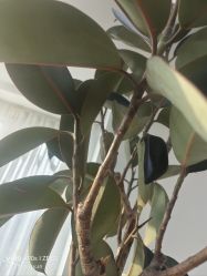 -HEYAN荷妍专业脱毛连锁机构