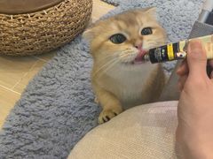 -momokira米努特·德文卷毛猫·棉花面纱犬