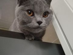 -乐派堂宠物医院·猫友好· 心脏科(东街店)