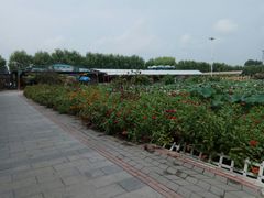 -白洋淀景区