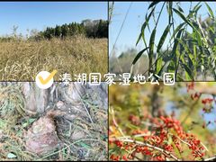 -溱湖国家湿地公园