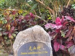 -中国科学院西双版纳热带植物园