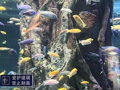 -西双版纳原始森林公园