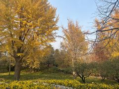 -香山公园