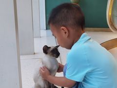 -飞行喵MR PILOT|猫舍·猫咖(静安大融城店)