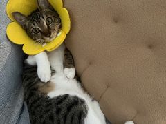 -创凡宠物医院·骨专科  猫科中心(西乡分院)