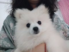 -安安宠医宠物医院·异宠·犬猫内科(岳阳分院)